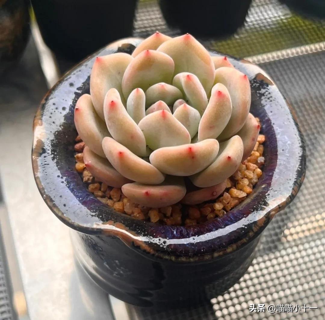这10种多肉号称多肉界的奇葩,多肉最传统的100个种类