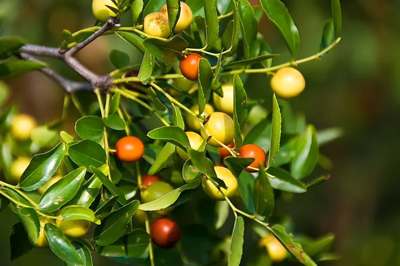 阳了吃哪些食物好的快,阳了后吃什么食物提高免疫力