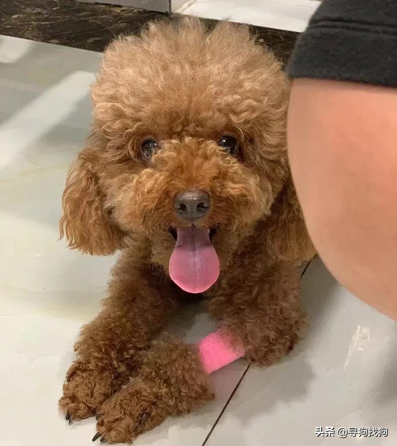 沈阳流浪泰迪犬价格,小店区泰迪寻狗