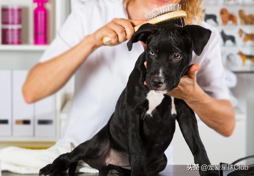 狗狗掉毛都快秃了还痒,狗狗尾巴毛掉秃了怎么回事