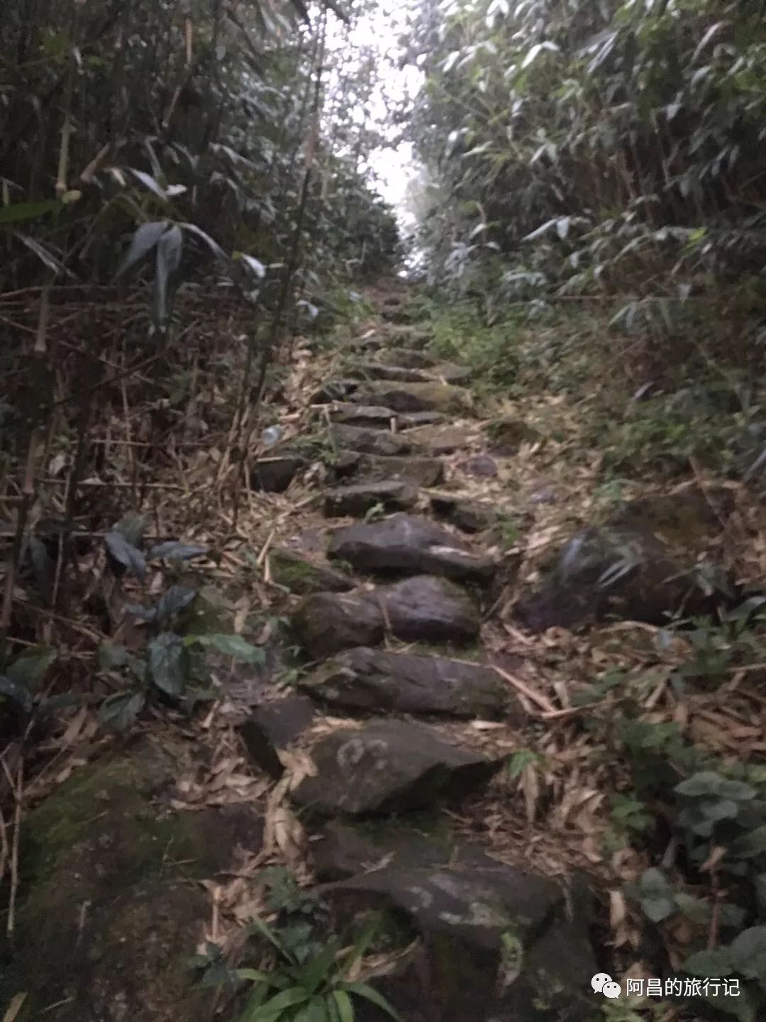 广西十万大山国家森林公园,广西十万大山国家森林公园图片