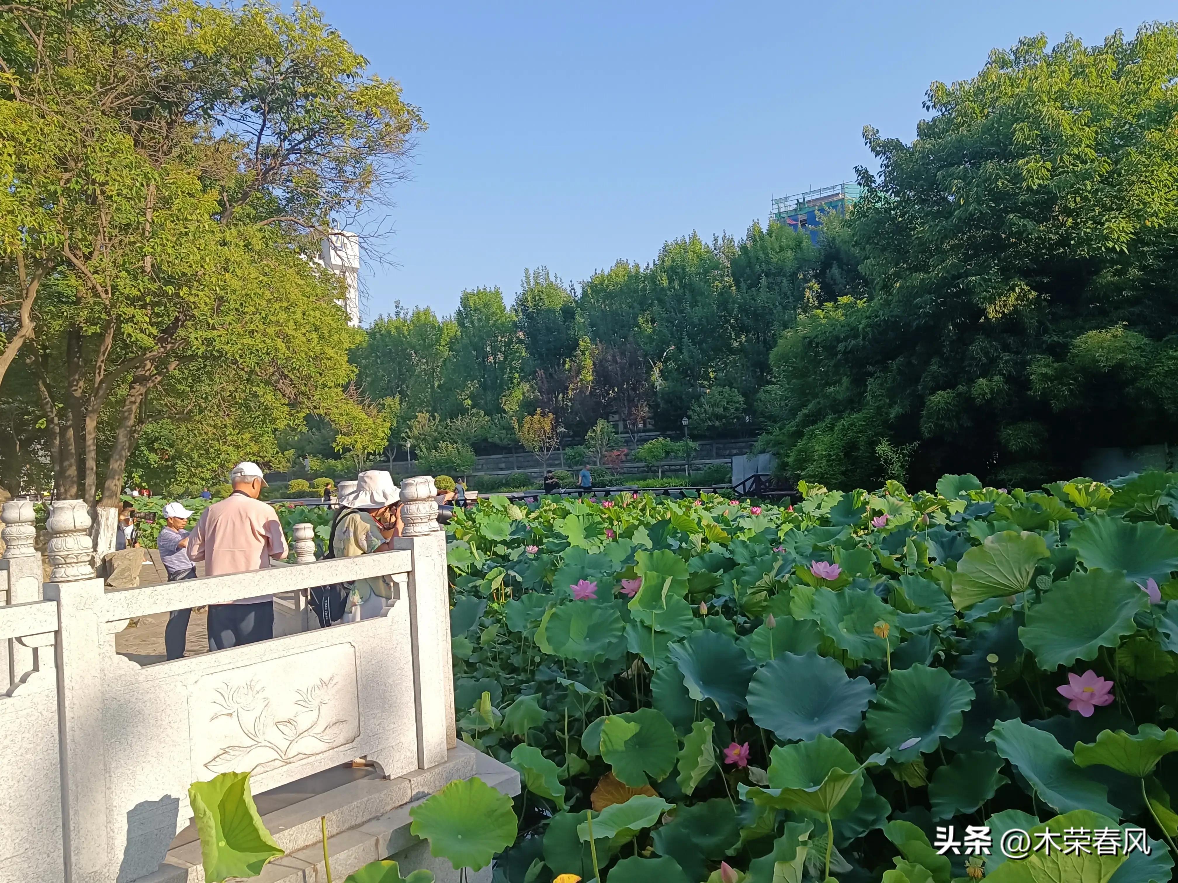 莲湖公园看荷花几点合适,莲湖公园荷花怎么走