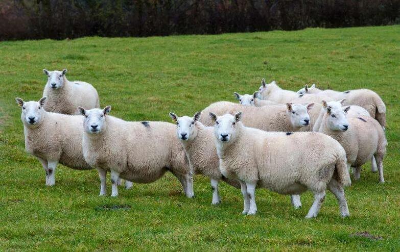 越吃越上瘾香料,什么香料越吃越上瘾