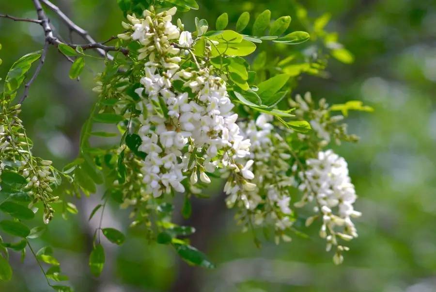 写槐花美的诗句,描写槐花清新淡雅香气四溢的诗句