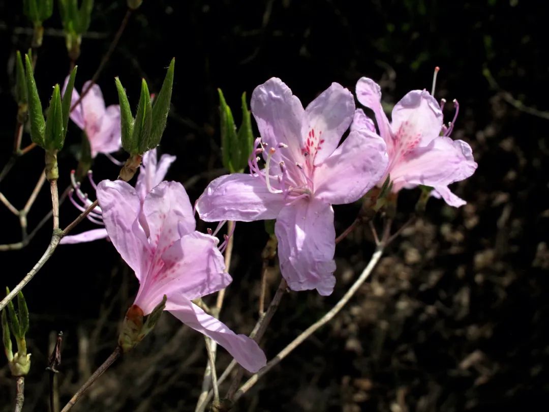 四明山华顶杜鹃,浙东华顶杜鹃群落