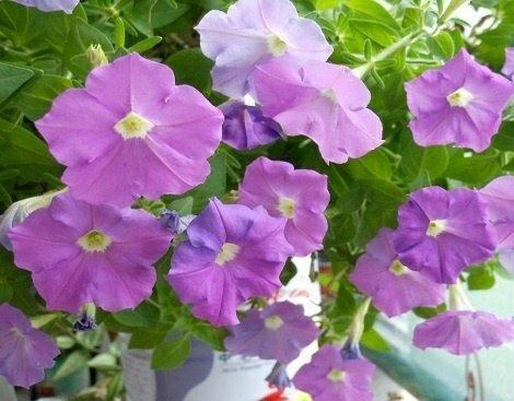 这8种花最旺家只需养一盆,什么花好看18种花又好养