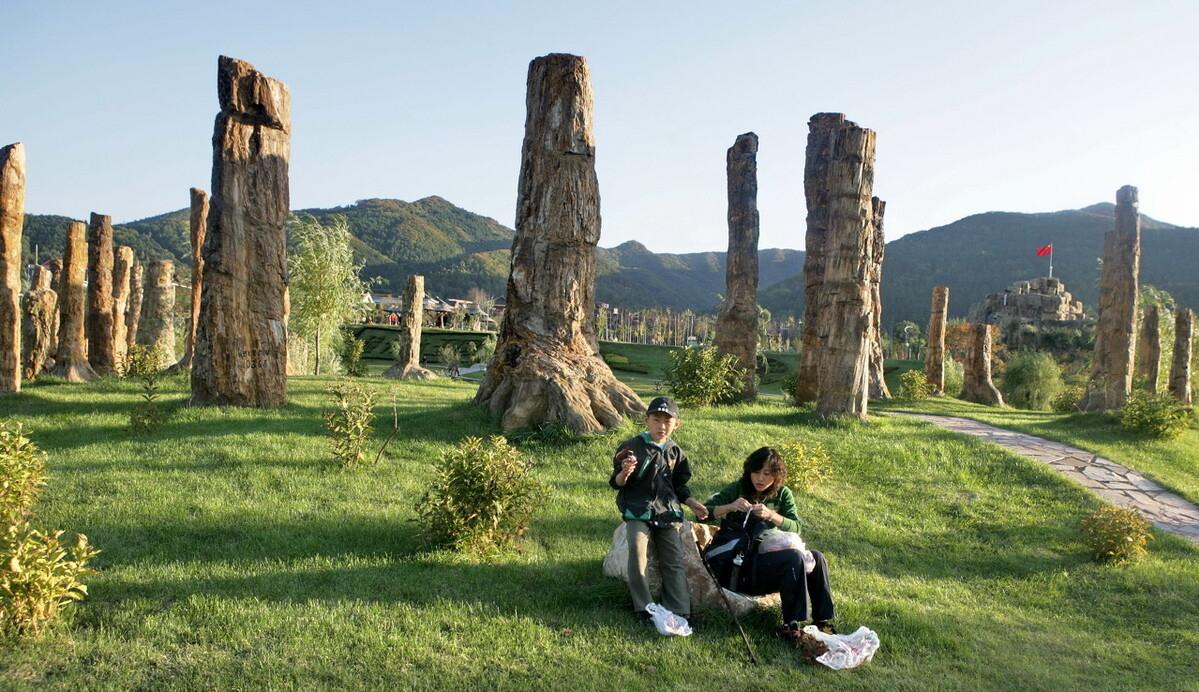 硅化木的原始树木,硅化木和树化石