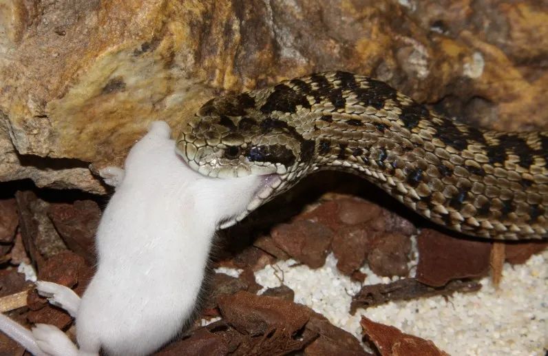 「原来欧洲有这么多种蛇？！」偷师卡塞尔的豢龙大师·下