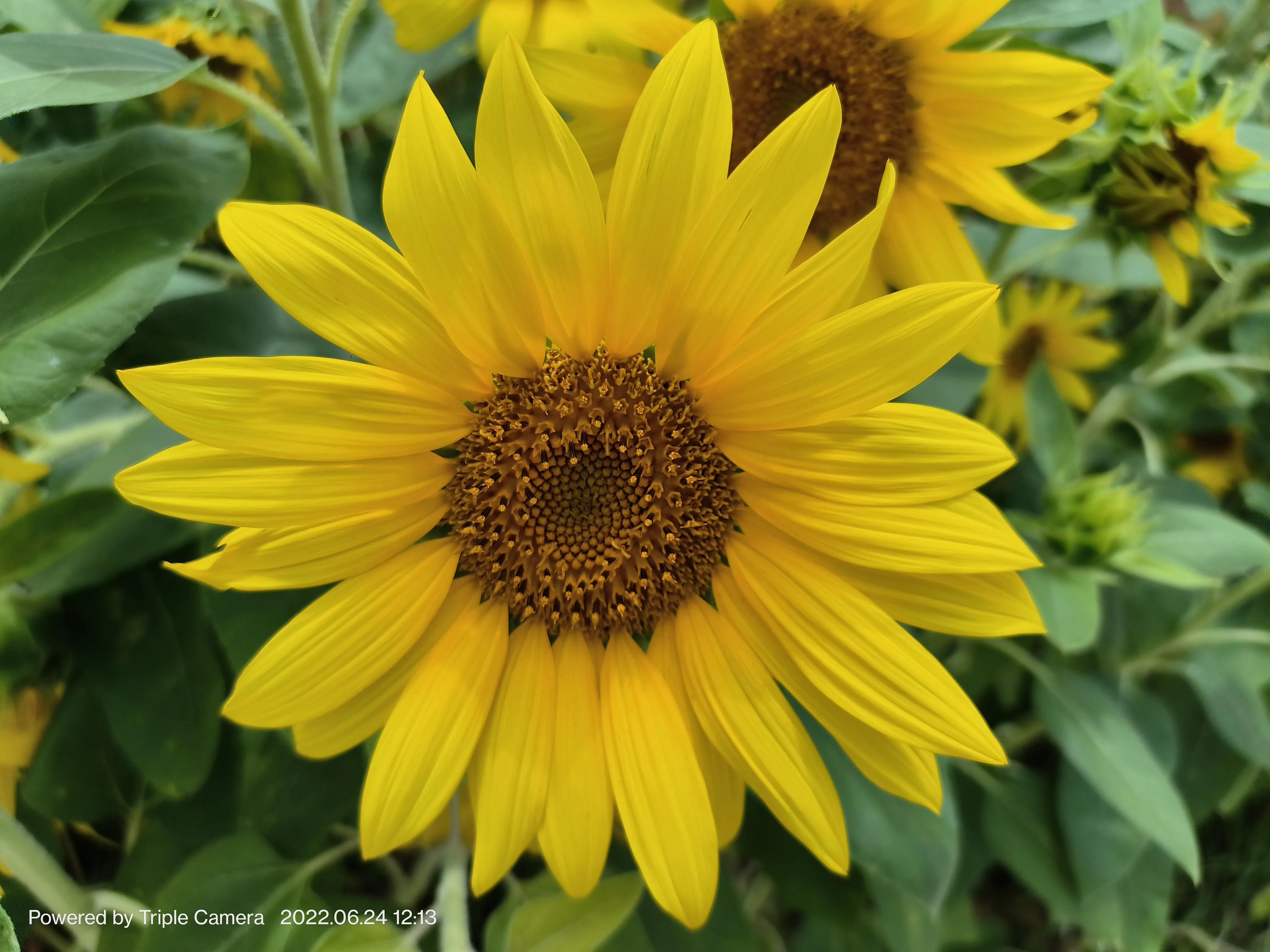 幼儿园门口班牌向日葵吊饰,学校门口的向日葵