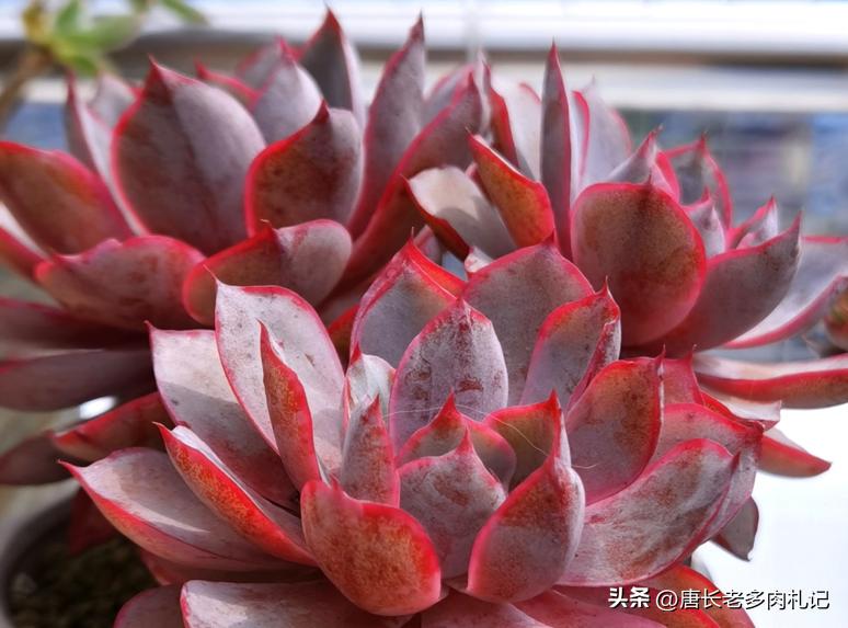 暗冰和赫拉，易上色的月影与“纯欲系”多肉的代表，你都养了吗？