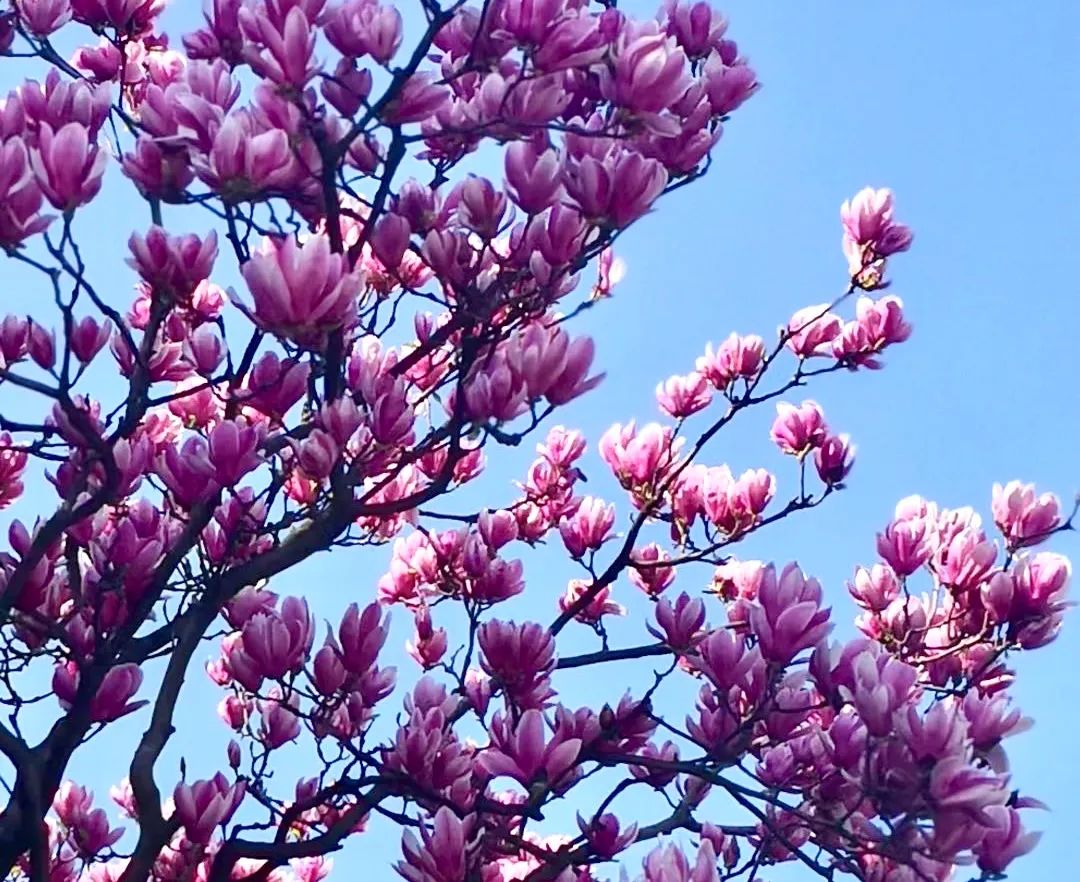 南京龙袍最值得玩的景点,南京秋天最值得去玩的免费景点