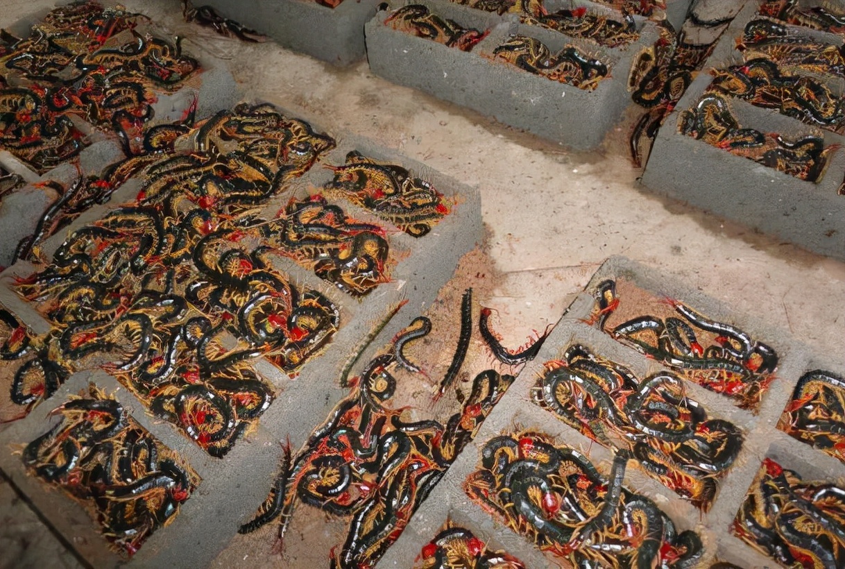 五毒之一的蜈蚣为什么害怕公鸡,蜈蚣怕公鸡公鸡怕什么