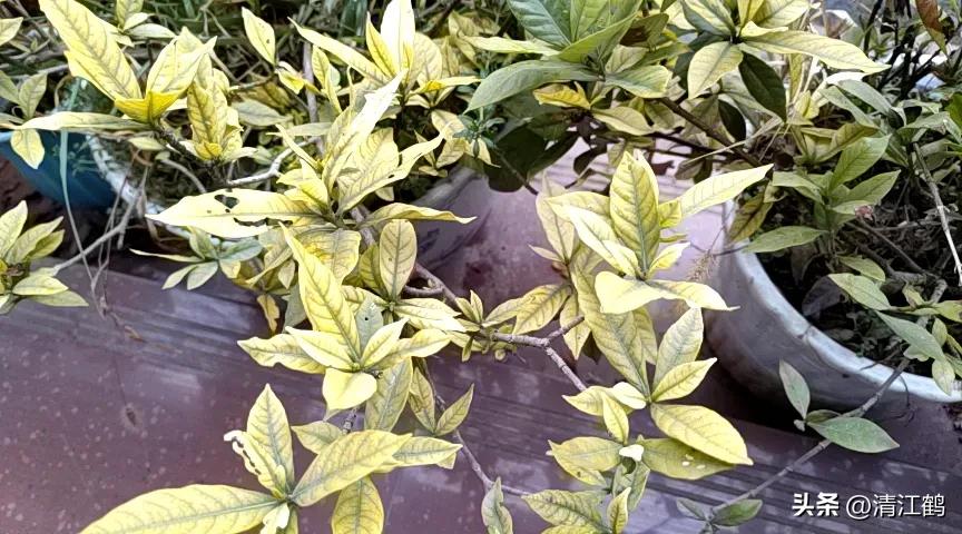 农作物最佳施肥时间和方法,作物长得不旺怎么办