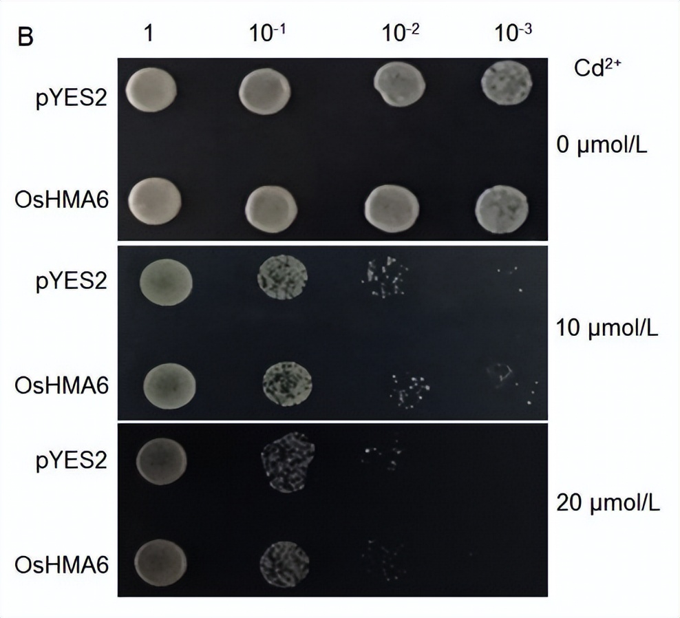 现代农业研究：水稻重金属P型ATP酶OsHMA6可能是铜外排蛋白