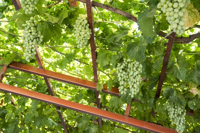 内地人去新疆打工有什么要求,为什么大家喜欢去厂里工作