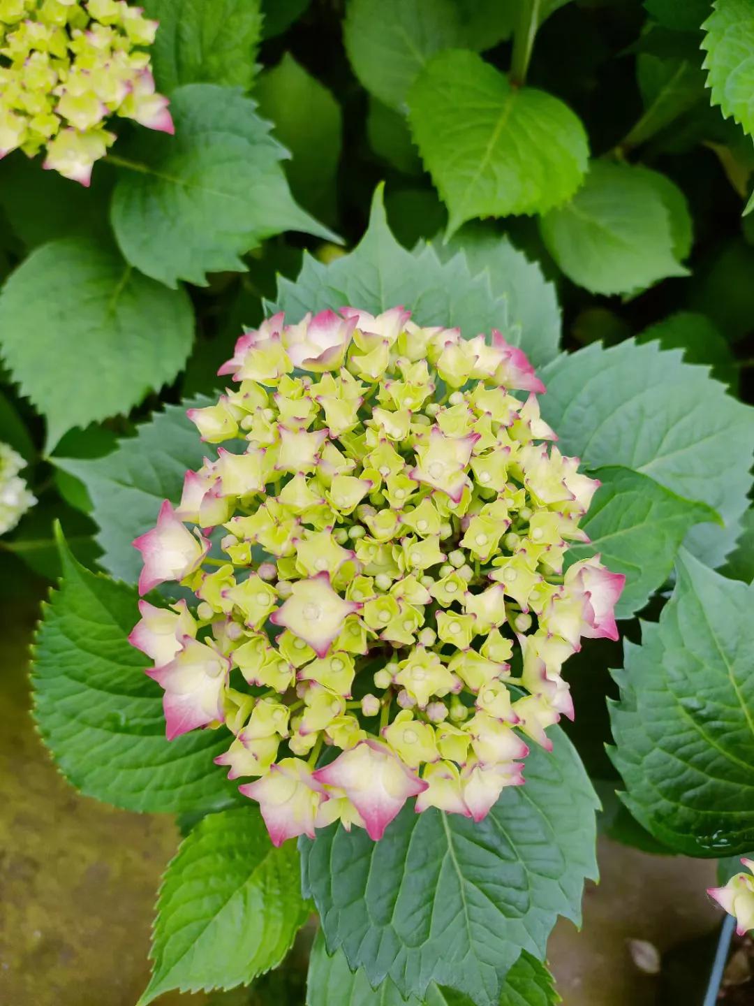 五菱缤果2024价格,五菱缤果落地价是多少