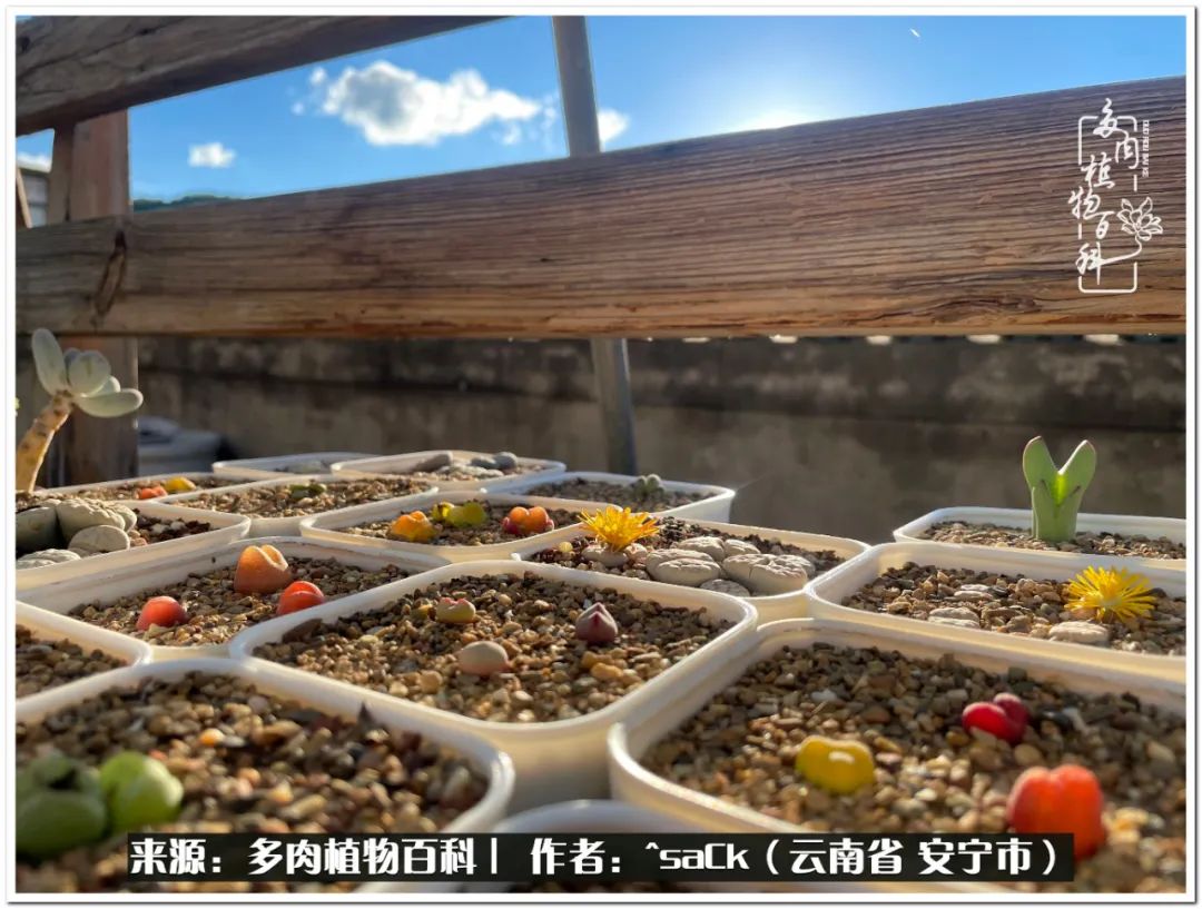 情不知所起一往而深歌曲,情不知所起一往而深完整版