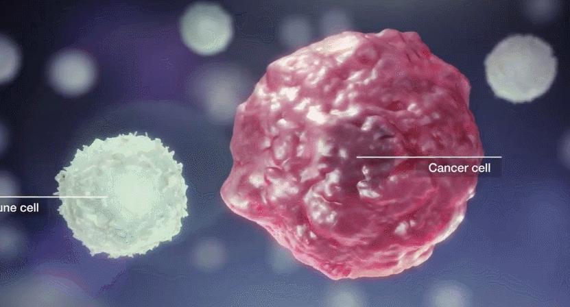 免疫疗法抗肿瘤视频,免疫疗法治疗肿瘤真的靠谱吗