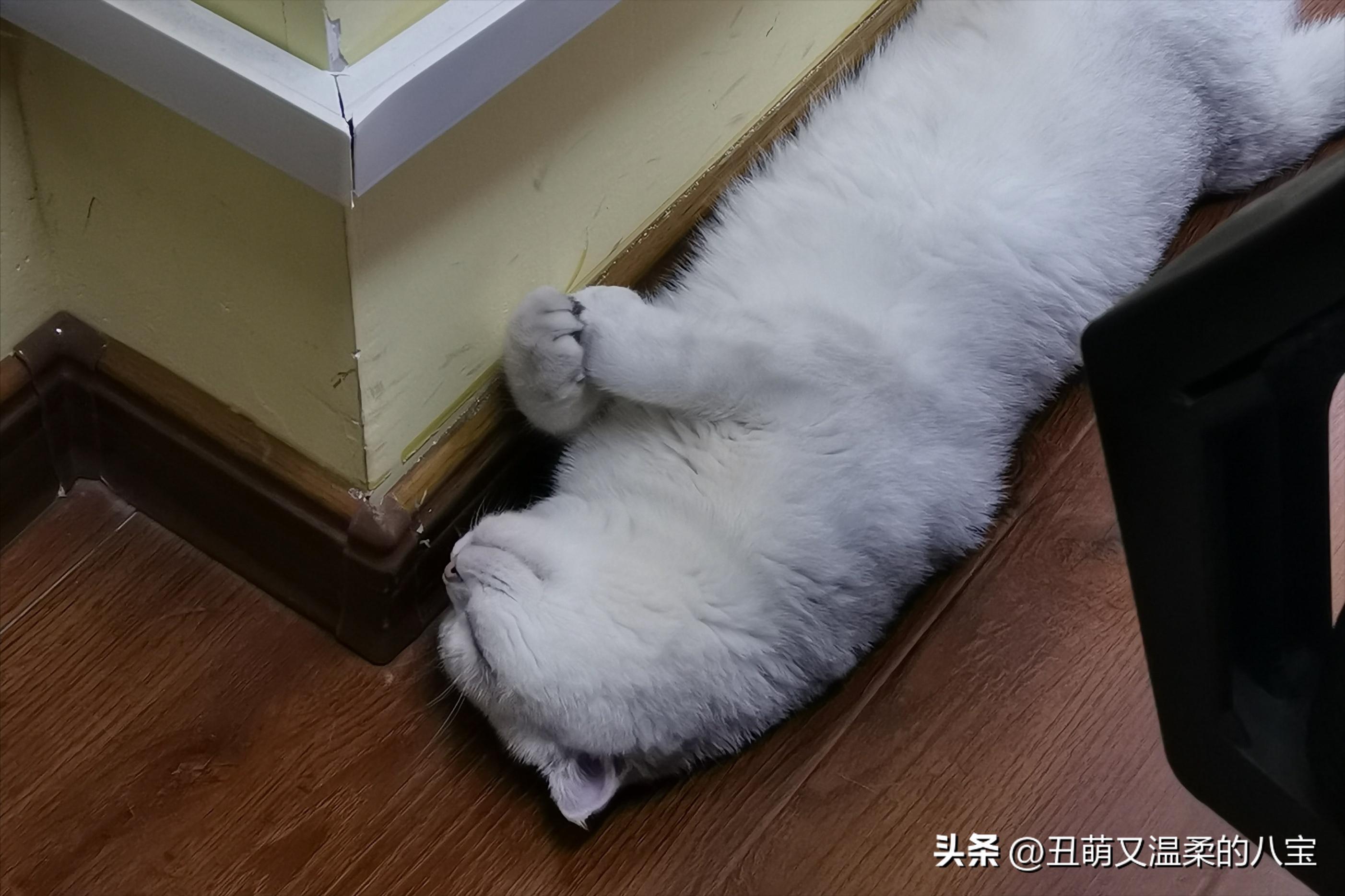 三个月的小猫感冒了怎么办,三个月小猫感冒了能喝感冒灵吗