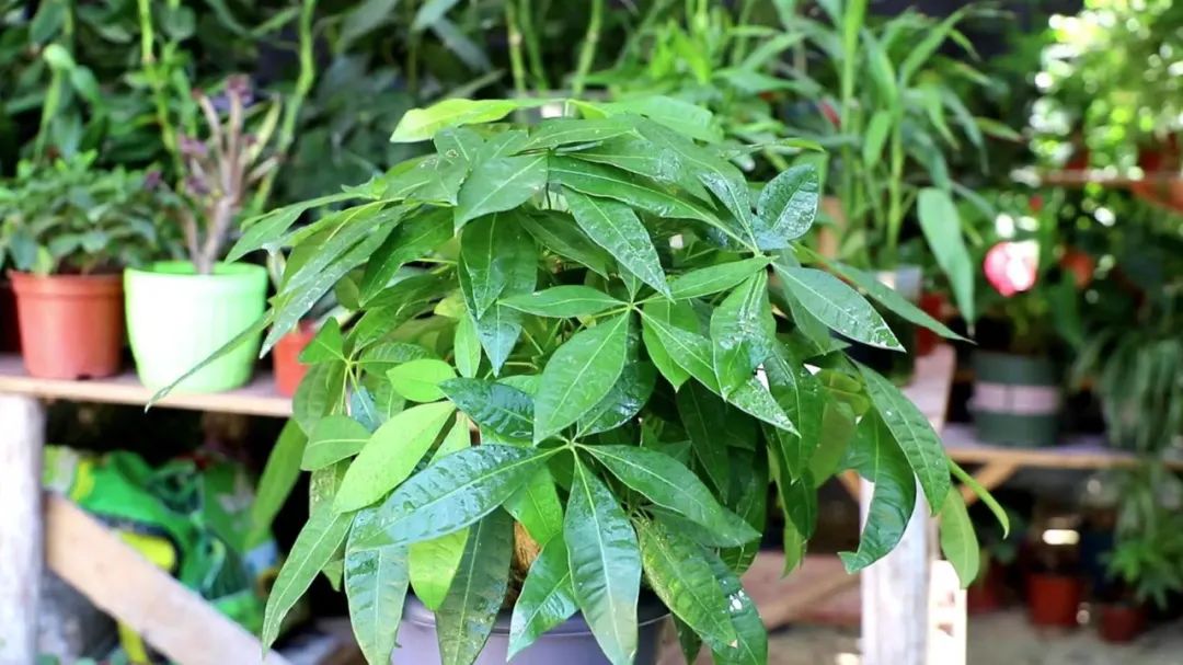 招财植物哪些最好养,家养招财的植物有哪些