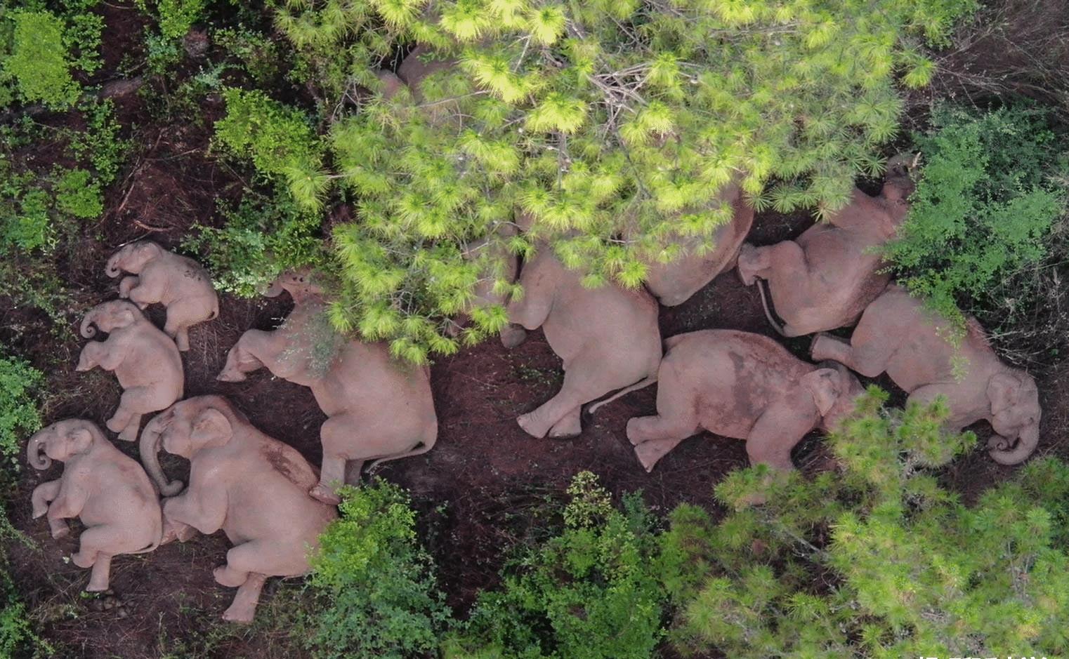 美国大象被饿死,惹怒大象被活活踩死