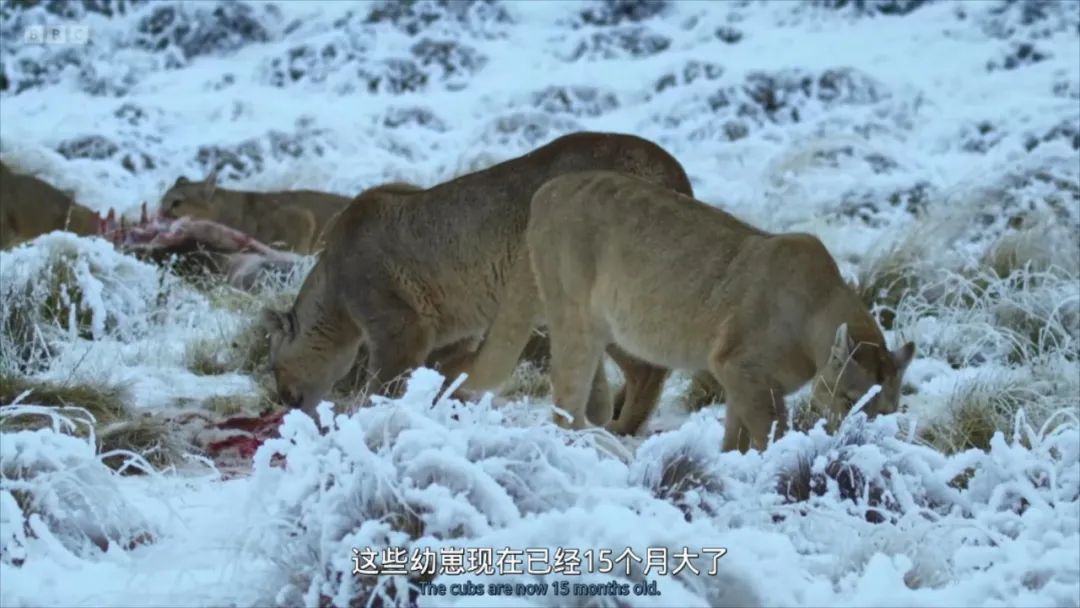 豆瓣评分甄嬛传,甄嬛传豆瓣深度分析