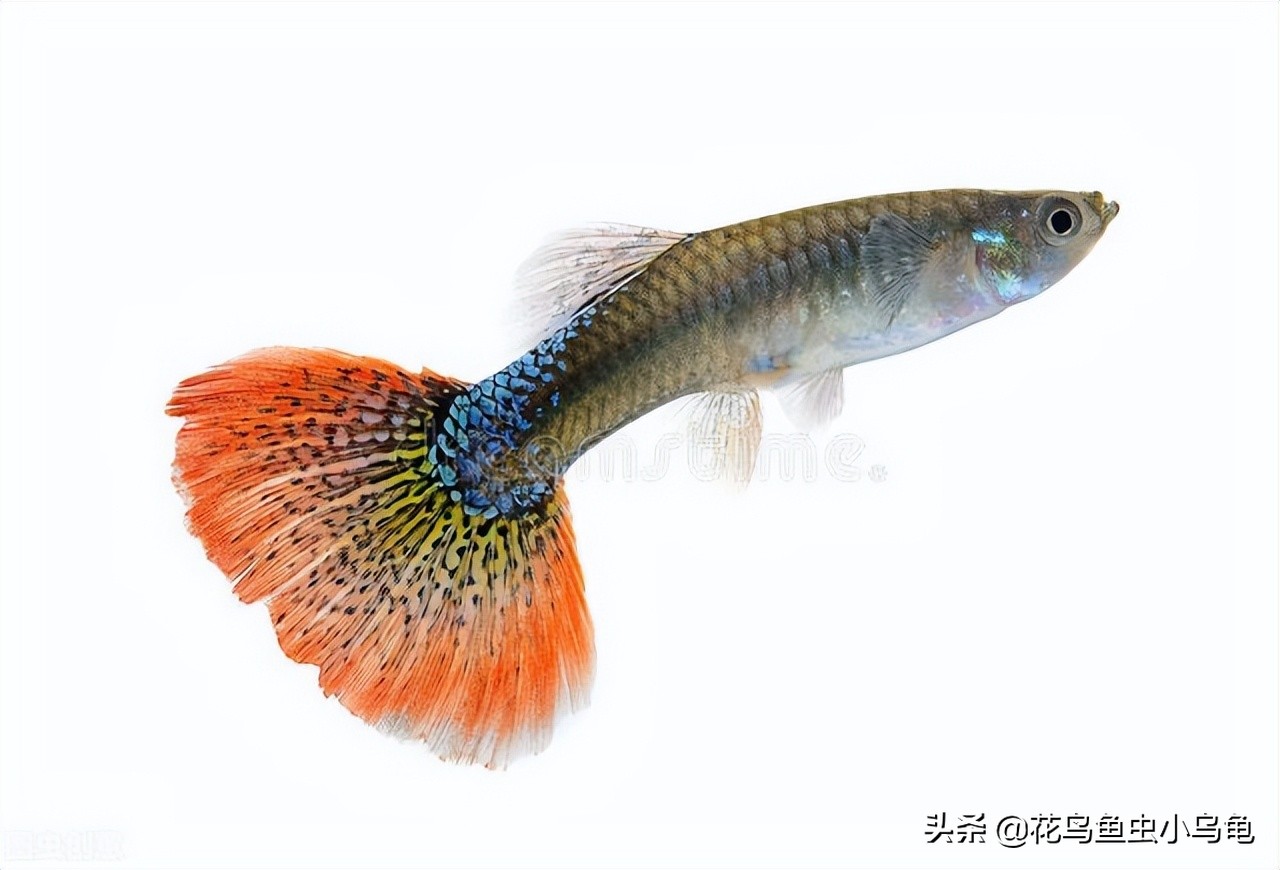 孔雀鱼小苗怎么养长得快,孔雀鱼幼苗怎么养小技巧记得收藏