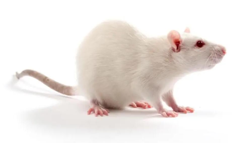 治疗阳痿缺哪种营养,年纪轻轻阳痿怎么治