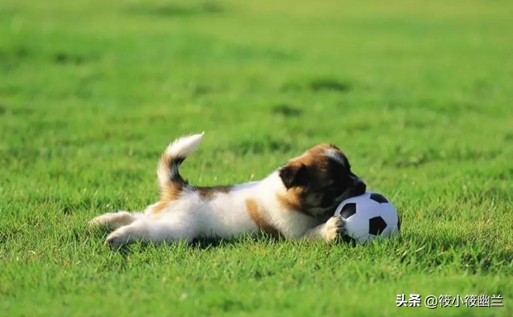 狗狗还小需要户外活动,狗狗还小怎么训练不咬人