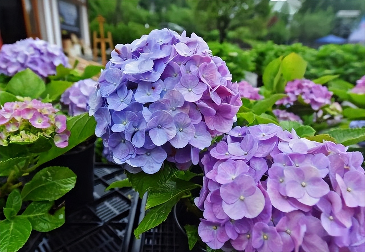 养水牛种什么草最好养,高温下雨后养兰花
