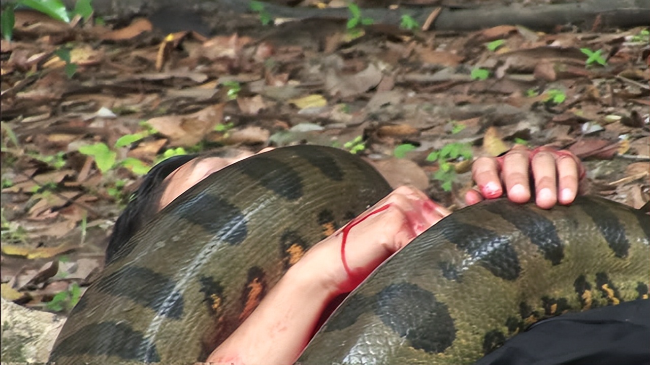 绿森蚺和科莫多巨蜥单挑谁赢,森蚺对战科摩多巨蜥