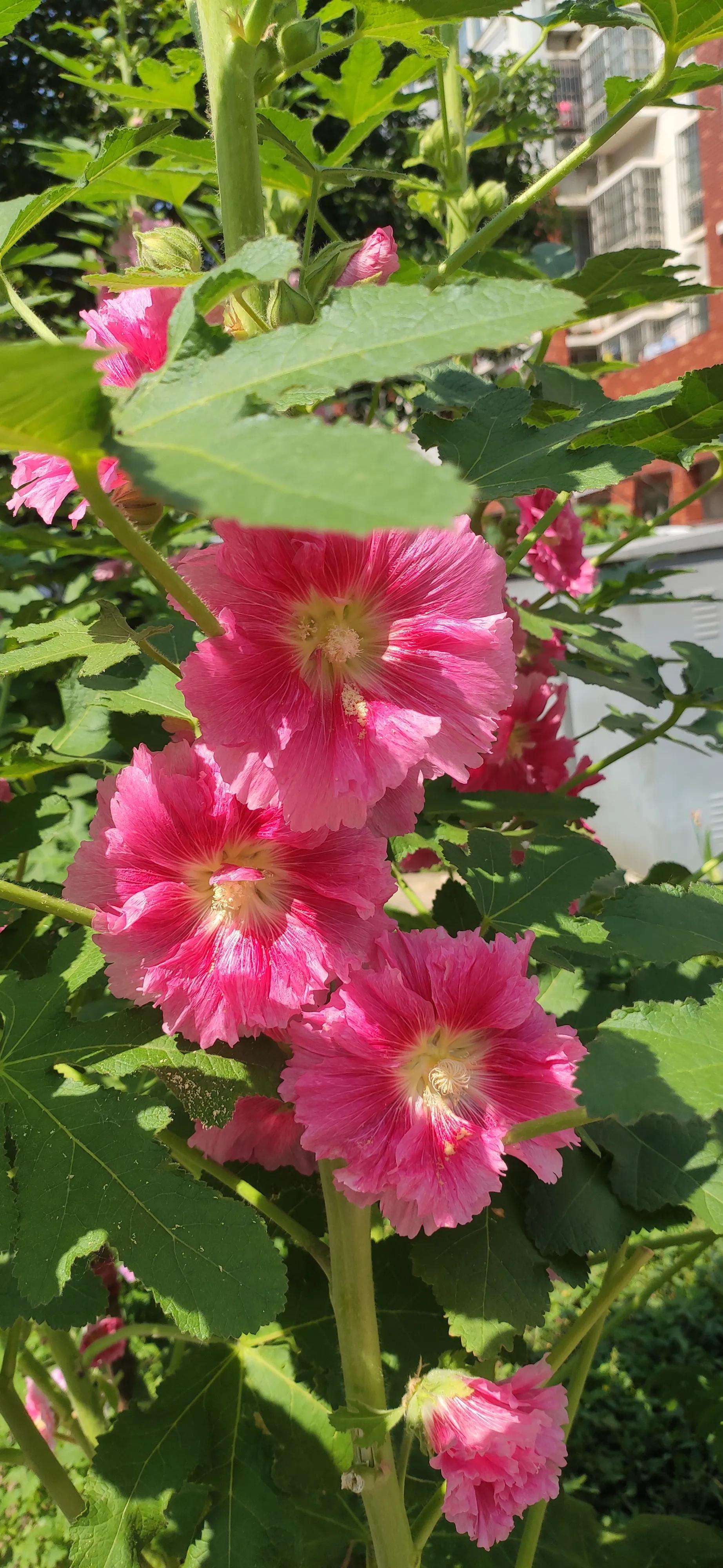 中年美少女最后的倔强,中年大叔最后的倔强