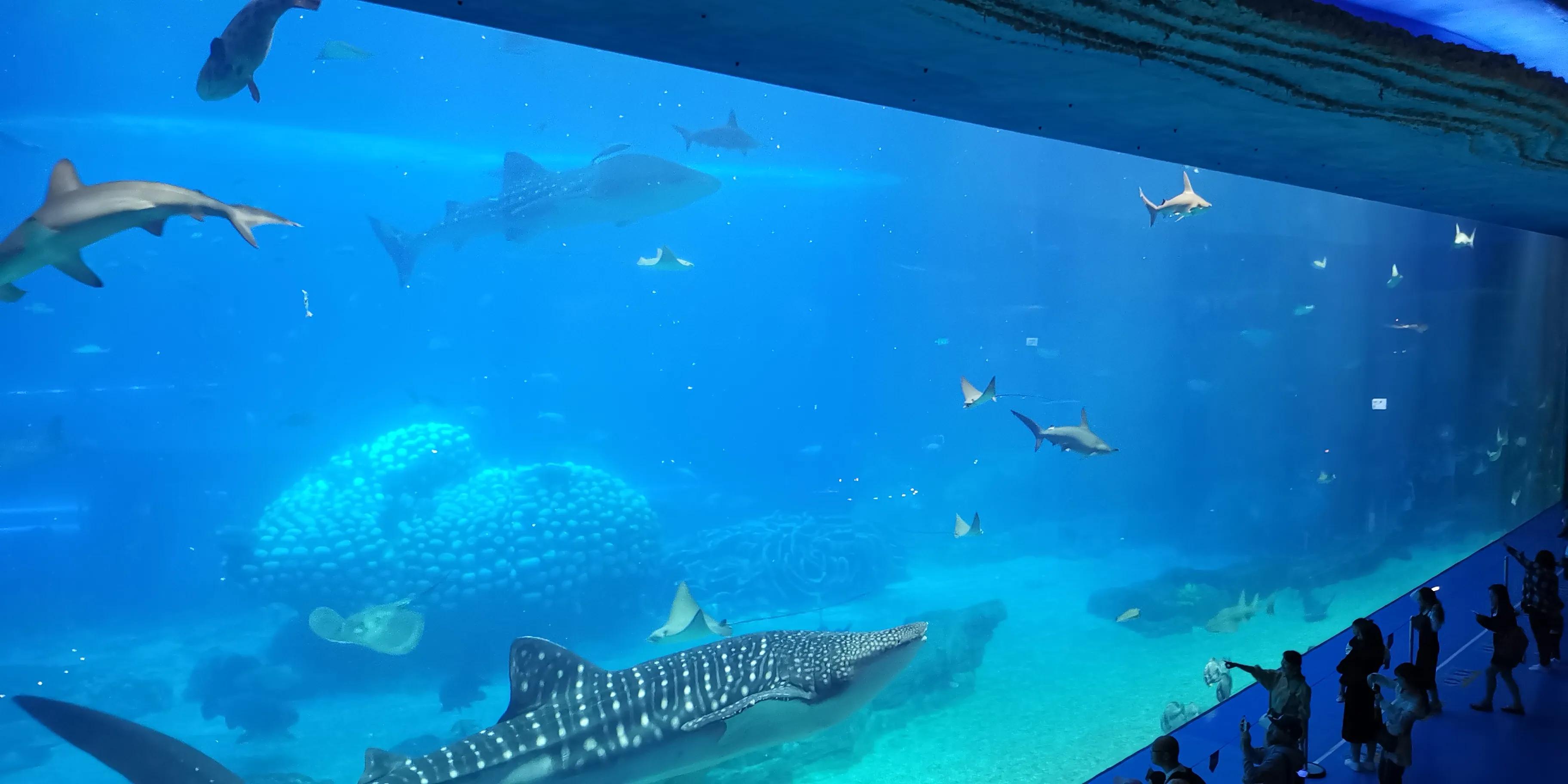 长隆套票二天一晚攻略,广州长隆最全游玩攻略