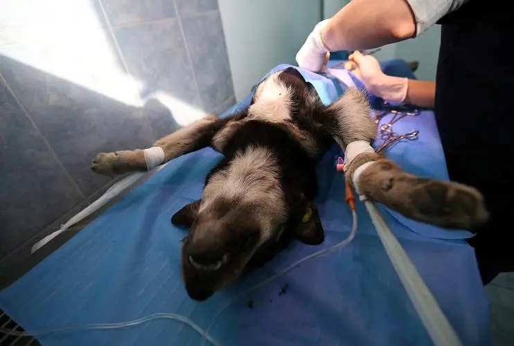 公狗切除睾丸后怎么护理,公狗绝育切下来的睾丸怎么处理