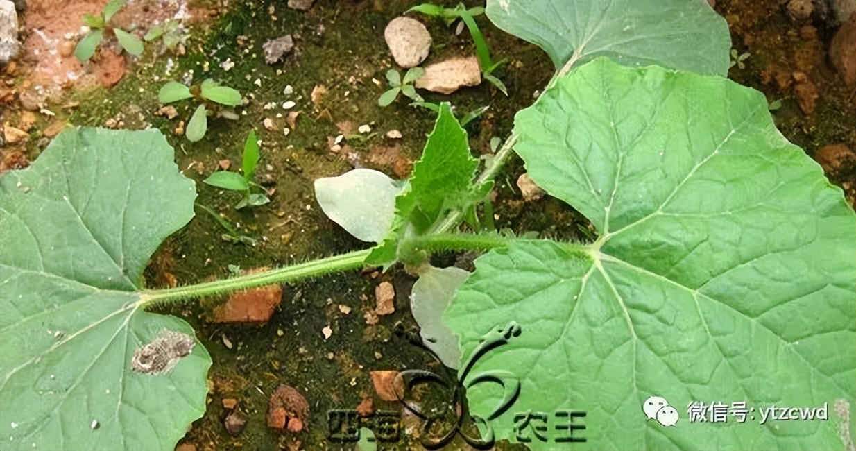 种冬瓜如何用肥,种冬瓜怎么只开花不结果