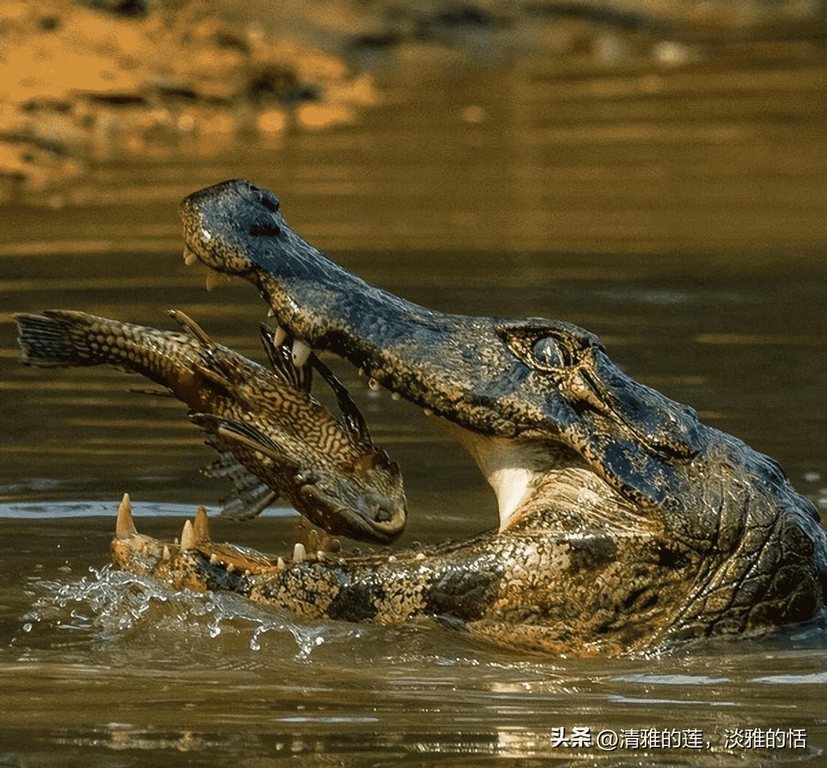 【晚清*楼青**秘影】*楼青**女丰乳肥臀，媚态撩人，风情尽显！