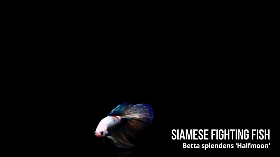 热带观赏鱼长视频,各种热带观赏鱼介绍