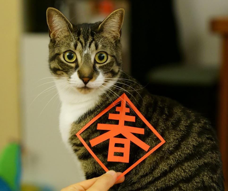 带猫回家过年路上需要注意什么,新猫回家和老猫相处的注意事项