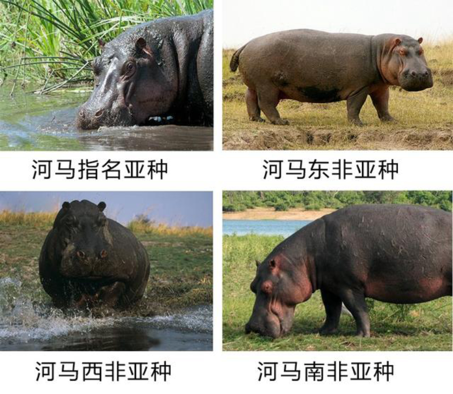 河马粪便致上万条鱼死亡,河马被粪便憋死