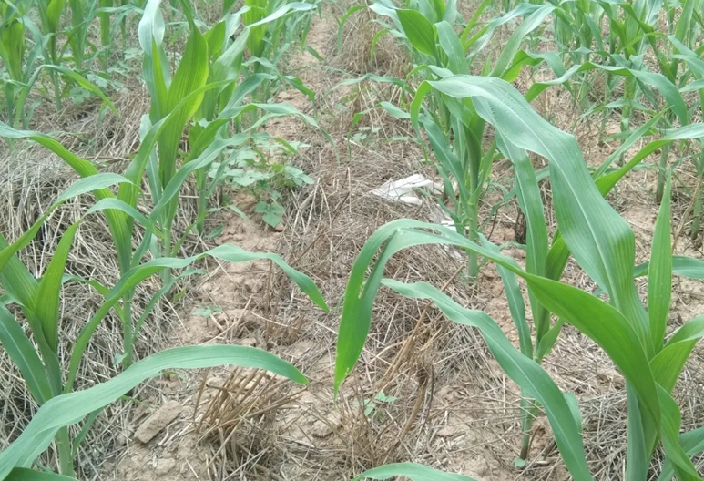 双春遇上闰二月什么意思,双春遇到闰二月是啥意思