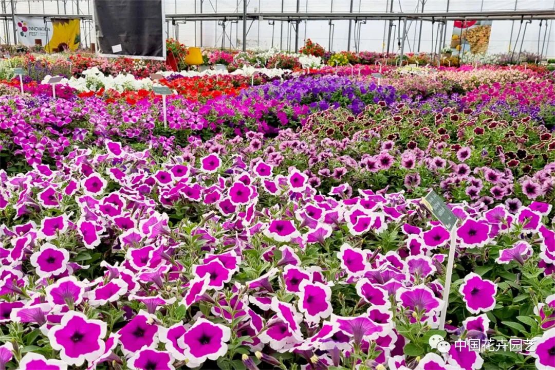 鑺卞崏鍝佺灞曠ず,鏂颁紭鑺卞崏鍝佺灞曠ず