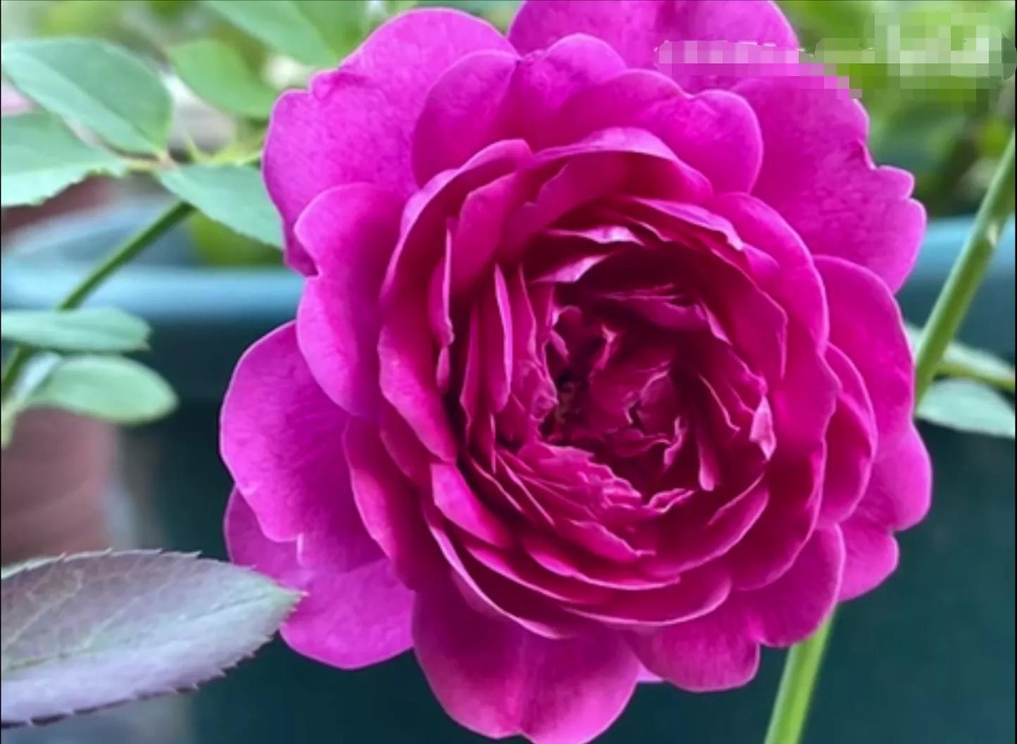 常见切花月季一览（45）