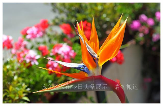 盘点我买过的假鞋,盘点我买过最坑的包