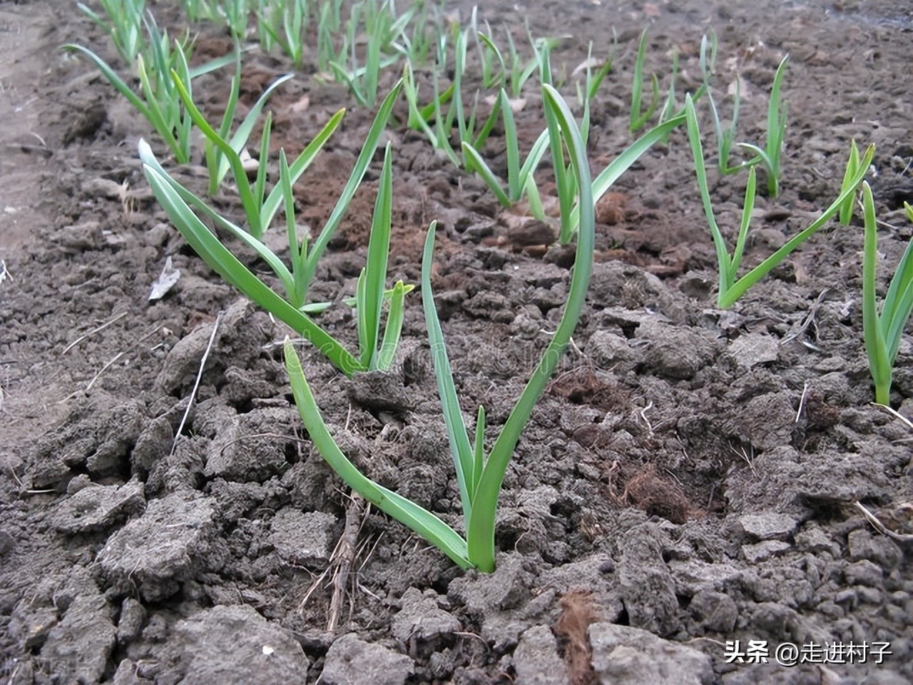 茄子种下不长高怎么回事,盆栽茄子不长怎么办