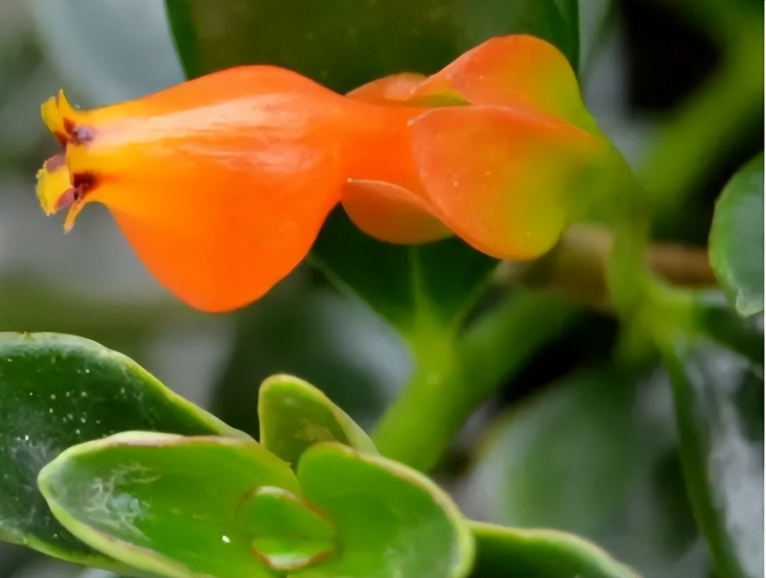 最旺家的10种花你家里有几种,三种最旺家的花是哪三种