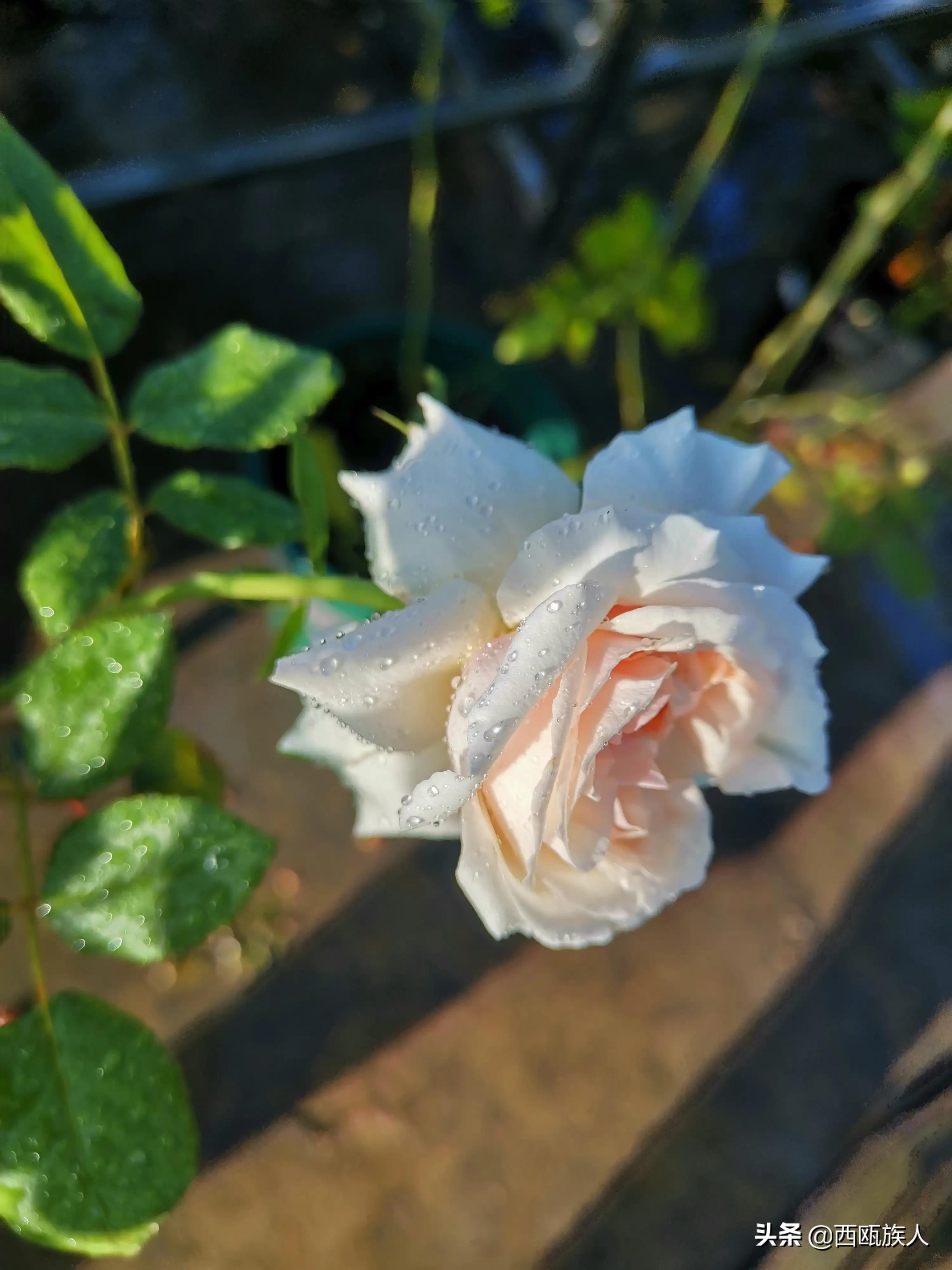 月季花最佳观赏时间,月季花鲜切花养护方法