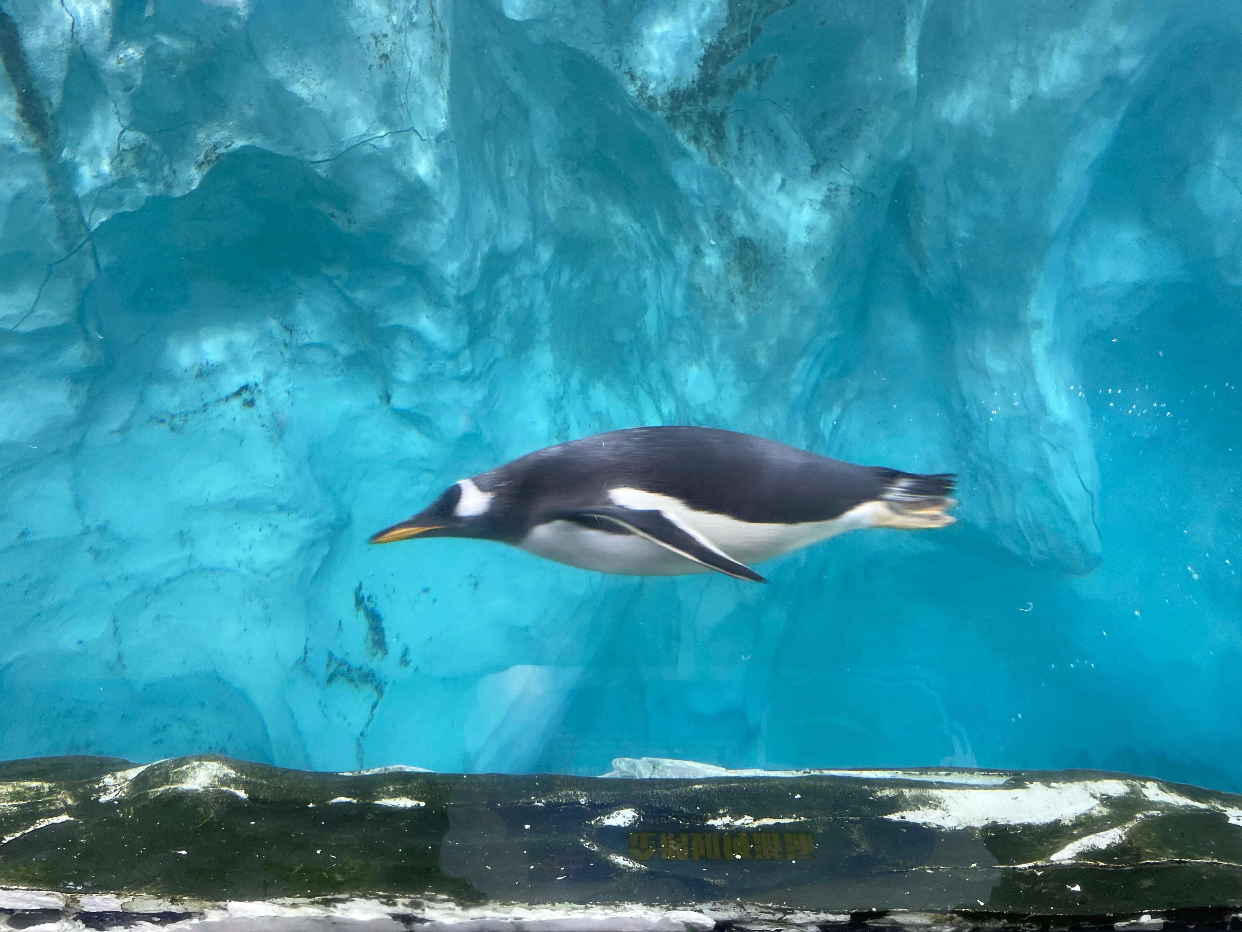 鐝犳捣闀块殕閲庣敓鍔ㄧ墿鍥拰娴锋磱鐜嬪浗,鐝犳捣闀块殕娴锋磱鐜嬪浗涓庨噹鐢熷姩鐗╁洯