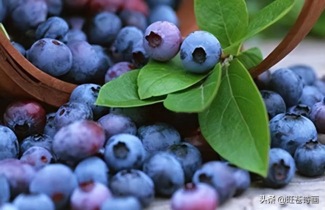 “蓝”不住的“莓”好！旺苍木门蓝莓基地明天开园（文中有福利）