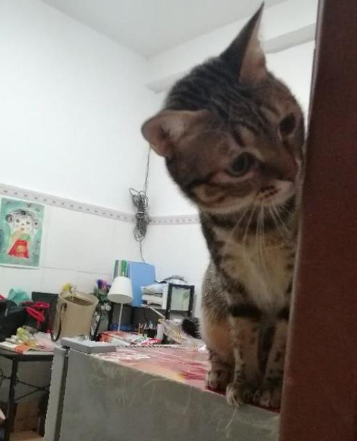 猫咪生病怎么办才能治好,猫咪生病怎么办最好的方法