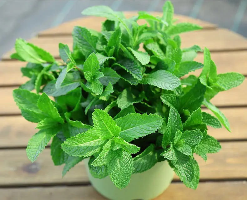 卧室养花，必养3种，香气淡雅枝叶繁茂，养神促睡眠，身体精神棒